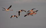 TANZANIA - Lake Natron Flamingos - 09